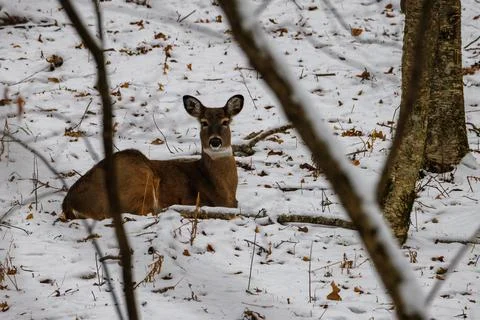 White-tailed deer bedded down a snow covered side hill during winter. Stock Photos
