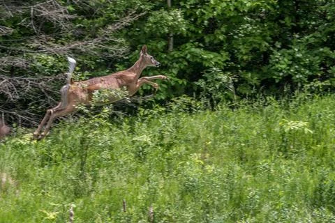White tailed Deer bounding forward 库存照片
