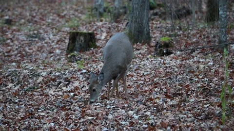 White-tailed deer browsing for acorns Stock Footage 141681375