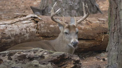White-Tailed Deer (Buck) Stock Footage 48381799