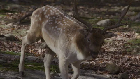 The white tailed deer buck Stock Footage 293633294