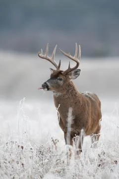 White-tailed deer buck in frost covered field Stock Photos