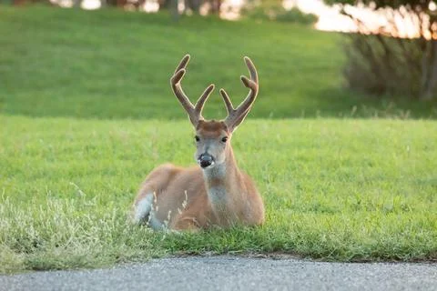 White-tailed Deer Buck Lying in Grass at Sunset 库存照片