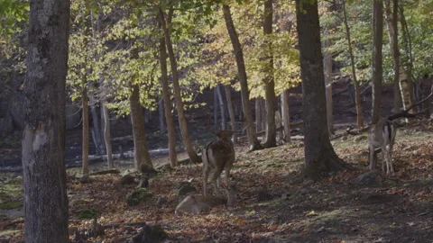 White tailed deer buck mating call wide shot Stock-Footage 293634290