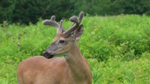 White-tailed Deer Buck in Meadow Stock Footage 337139771