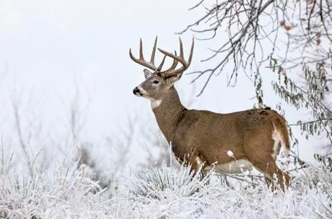 White-tailed deer buck (Odocoileus virginianus) standing in snowy field; Empo Stock Photos