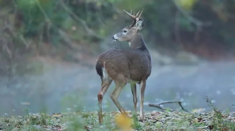 White-Tailed Deer Buck striding along stream - camera pans with deer Stock Footage 45551184