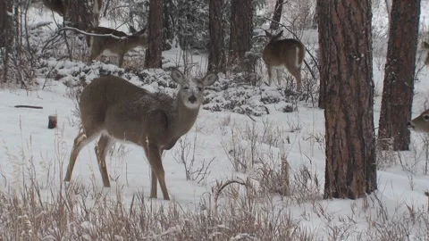 White-tailed Deer Buck in Winter Snow No Antlers Dropped Missing Fallen Stock Footage 132610282