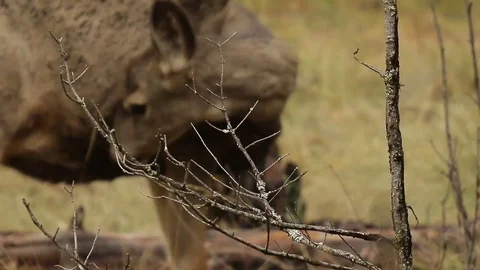 White-tailed deer cleaning itself Stock Footage 72190486