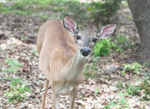 White-Tailed Deer in a Clearing Stock Photos