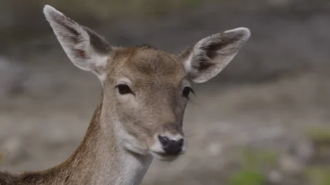 White tailed deer close up Stock Footage 293634578