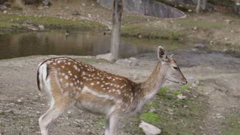 White tailed deer close up in front of pond Stock Footage 293634465