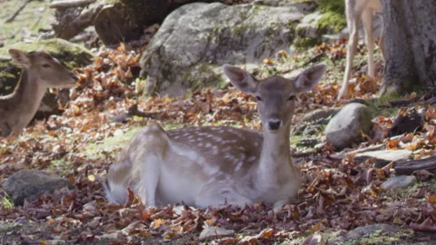White tailed deer close up in leaves Stock Footage 293634500