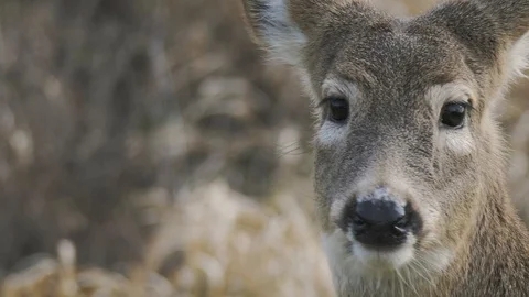 White Tailed Deer close up portrait head shot feeding on grass. Slow Motion Stock-Footage 102460330