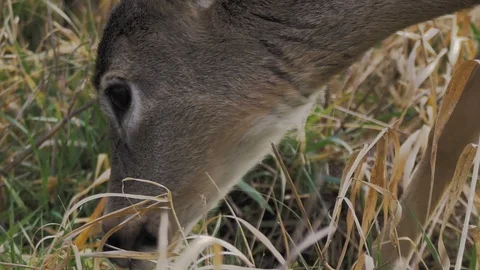 White Tailed Deer close up portrait head shot feeding down on grass low angle Stock-Footage 102460496