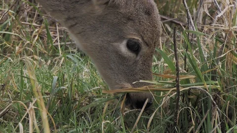 White Tailed Deer close up portrait head shot feeding on grass very low angle Stock Footage 102460847