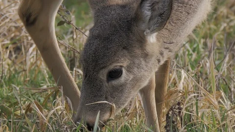 White Tailed Deer close up portrait head shot eating grass low angle Stock-Footage 102460989