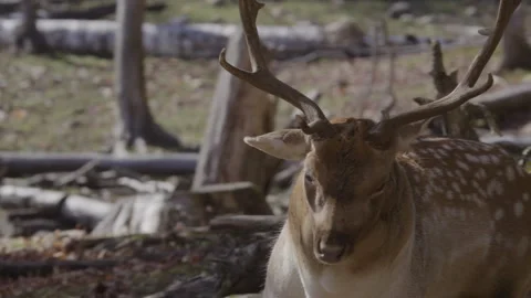 White tailed deer close portrait Stock Footage 293634412