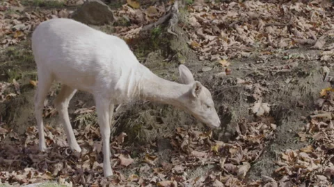White tailed deer close up young baby Stock Footage 293634550