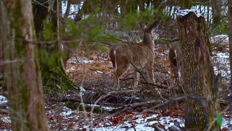 White-tailed deer come to eat and search for food in the snow near trees in.. Stock Footage 302081940