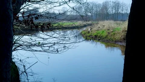 White-tailed deer crossing a river in the wilderness Vidéo 335027027