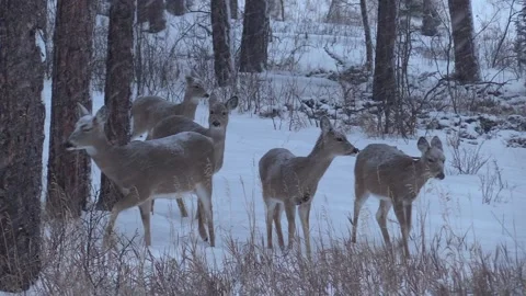 White-tailed Deer Doe Alarmed Nervous Wary in Winter Snow Snowing Stock Footage 132613190