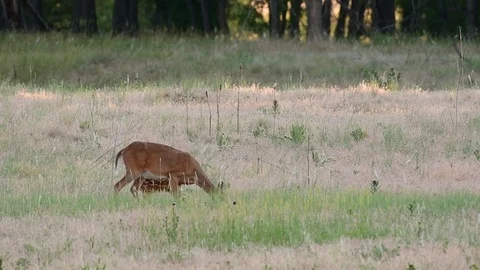 A White-tailed Deer Doe and Fawn Grazing in a Meadow Stock Footage 120149633