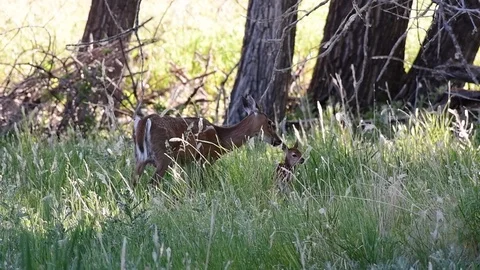 A White-tailed Deer Doe and Fawn Stock Footage 120151901