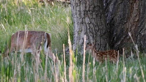 A White-tailed Deer Doe and Fawn Stock Footage 120151949