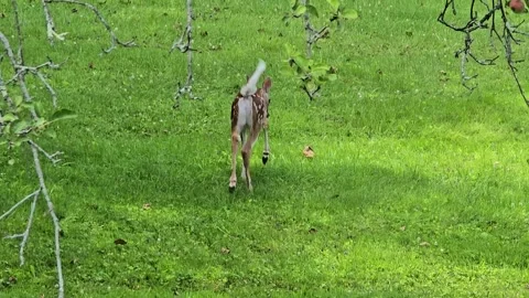 White Tailed Deer Doe and Two Fawns Crossing Summer Lawn Stock Footage 340478596