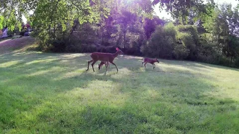 White Tailed Deer Doe And Two Fawns Crossing Lawn Stock Footage 340535693