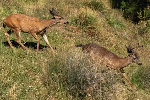White-tailed Deer Doe Chasing a Buck. Stock Photos
