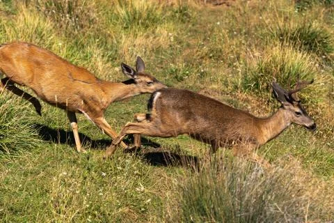 White-tailed Deer Doe Chasing a Buck. Stock Photos