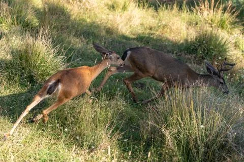 White-tailed Deer Doe Chasing a Buck. Stock Photos