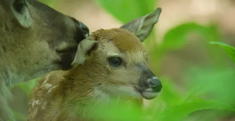 White-Tailed Deer Doe Cleans Her Fawn in Forest, Closeup Vidéo 239202127