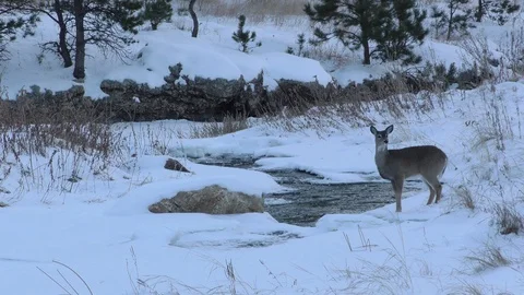 White-tailed Deer Doe Drinking Water Winter Snow Stream Water in South Dakota Vidéo 127287874