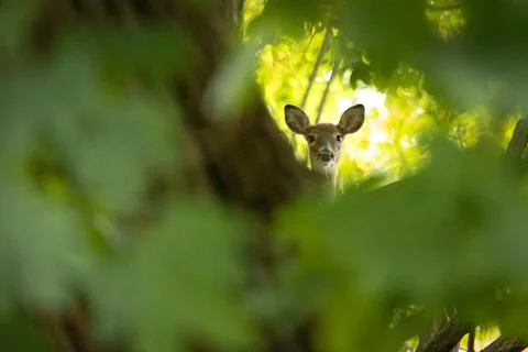 White-tailed Deer Doe in Forest Stock Photos