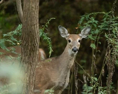 White-tailed Deer Doe in Forest Stock Photos