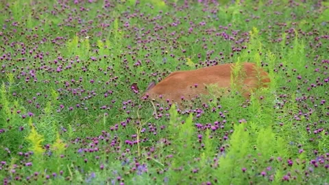 White-tailed deer Doe grazes in wildlflower meadow Stock Footage 138337886