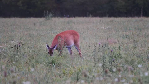 White-tailed Deer Doe Grazing In Early Morning Stock Footage 138288634