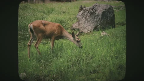 A white-tailed deer doe in an open green grass meadow in summer, Yosemite Nat Stock Footage 136732261