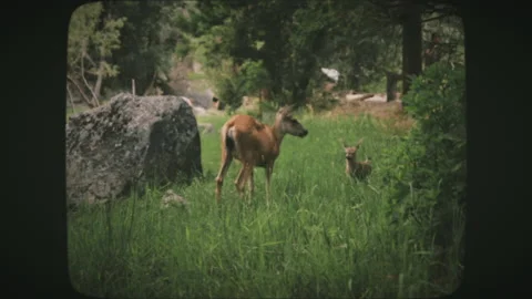 A white-tailed deer doe in an open green grass meadow in summer, Yosemite Nat Stock Footage 136732431