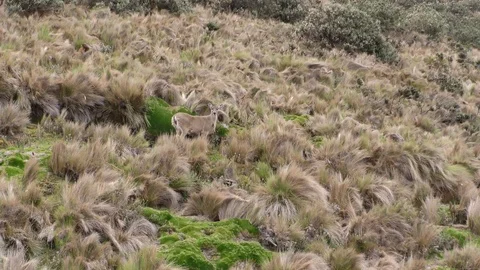 White-tailed Deer Doe in Paramo Shrubland in Andes Mountains Montane Habitat Vídeo Stock 85336449