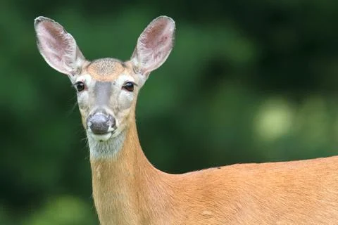 White-tailed deer doe Stock Photos