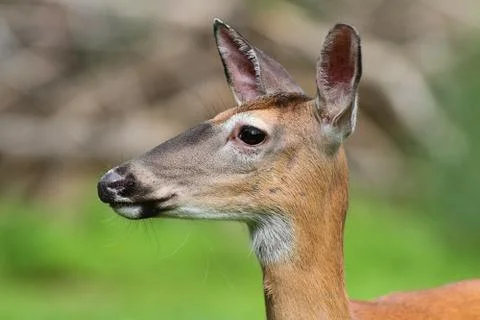 White-tailed deer doe Stock Photos