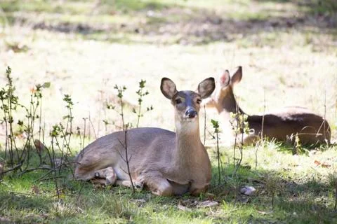 White Tailed Deer Doe Stock Photos