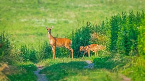 White-tailed deer doe standing on a grassy path with two spotted fawns in l.. 스톡 사진