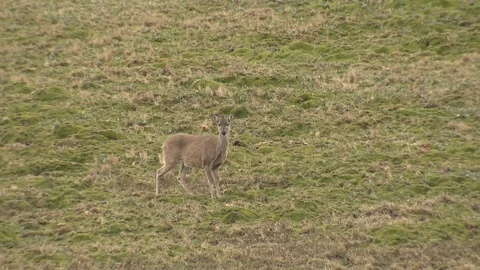 White-tailed Deer Doe Walking Paramo Grassland Steppe in Andes Mountains Vídeo Stock 85189893