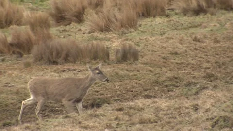 White-tailed Deer Doe Walking Moving Paramo in Andes Mountains Ecuador Vídeo Stock 132096438