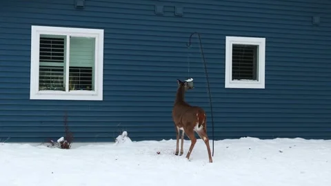 White-Tailed Deer Eating from Backyard Bird Feeder Winter Stock Footage 339112973